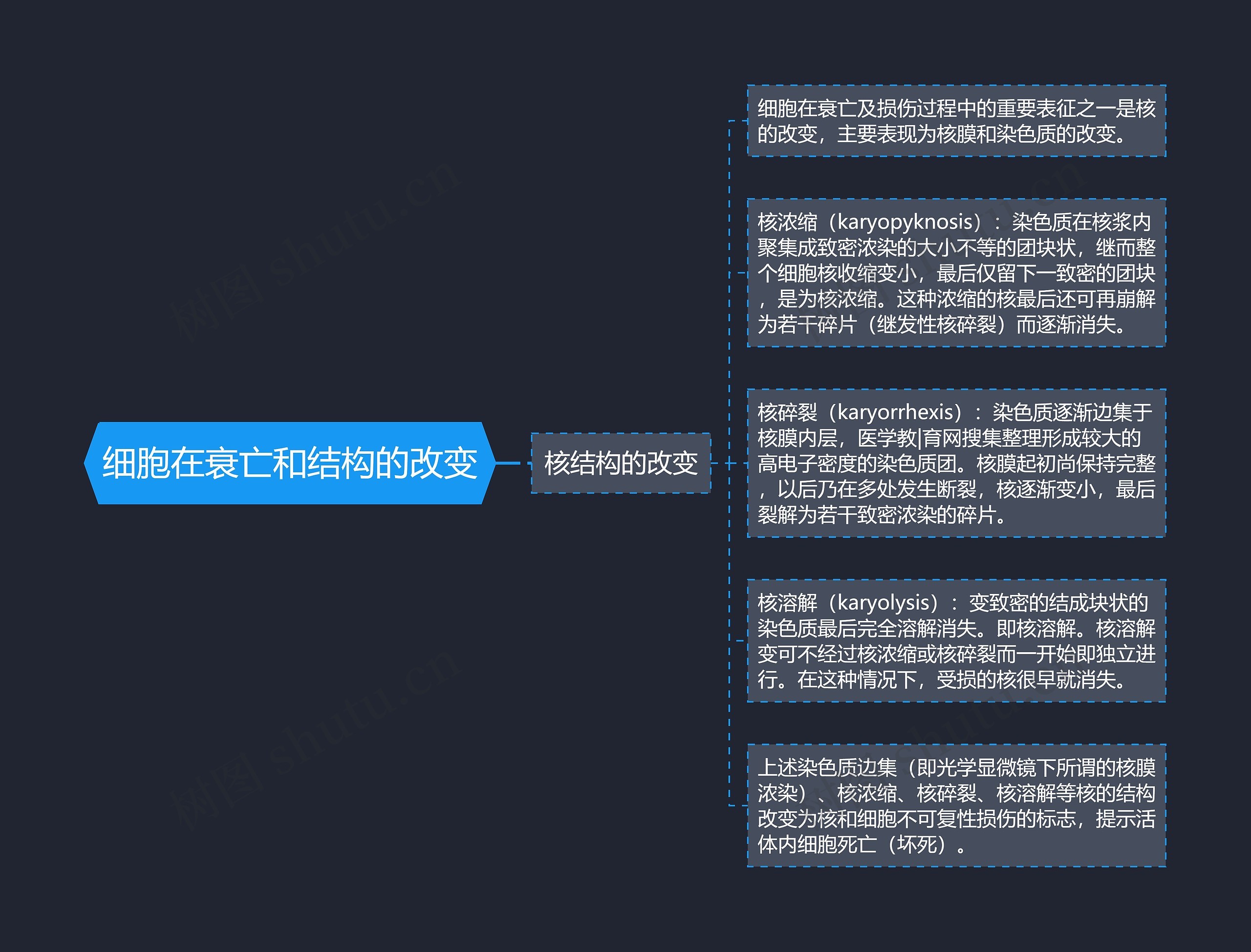 细胞在衰亡和结构的改变思维导图