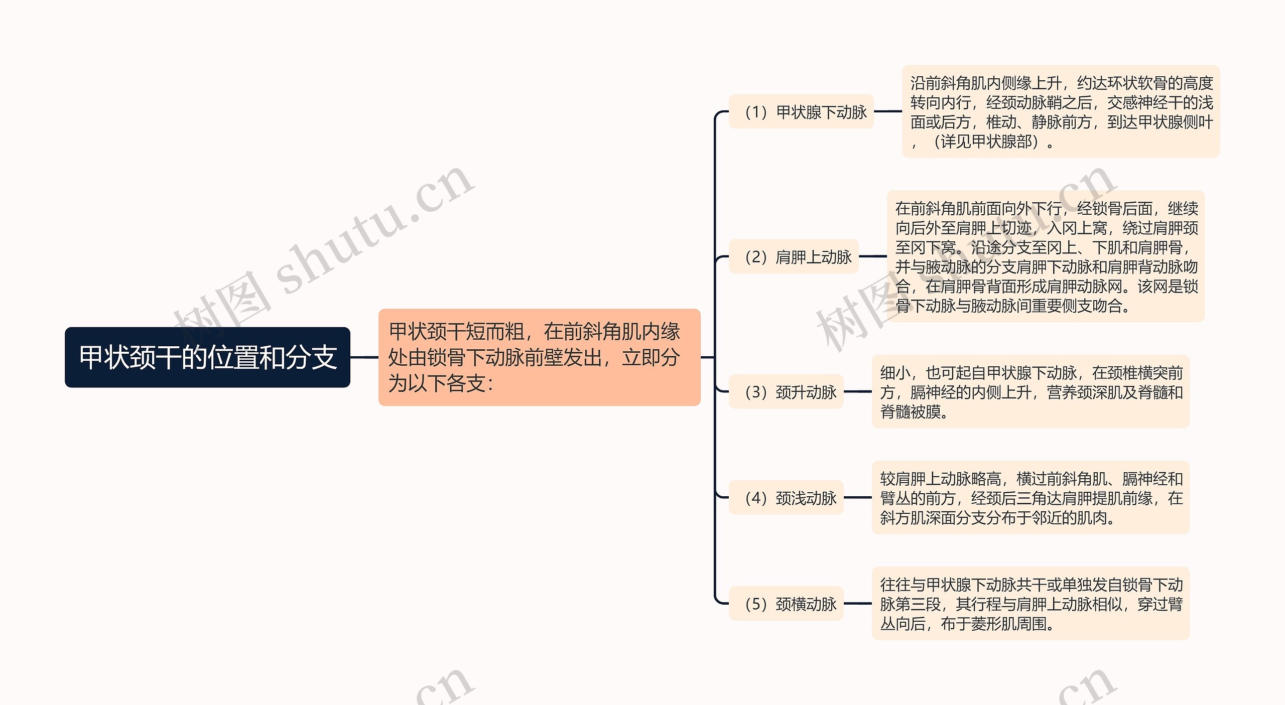 甲状颈干的位置和分支