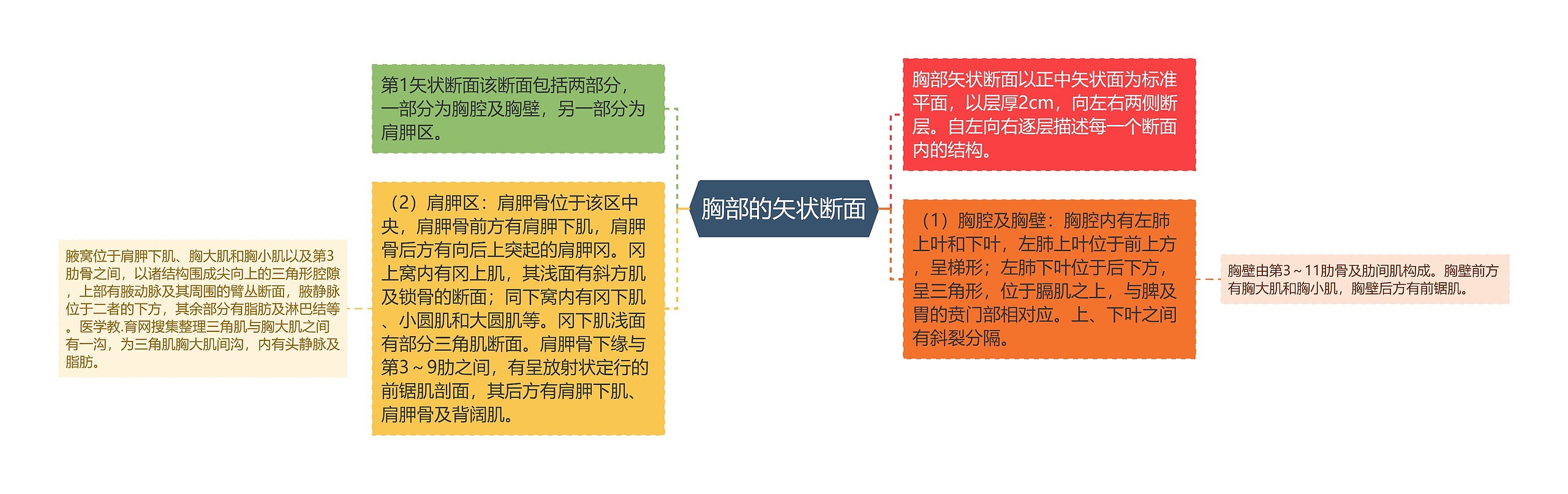 胸部的矢状断面