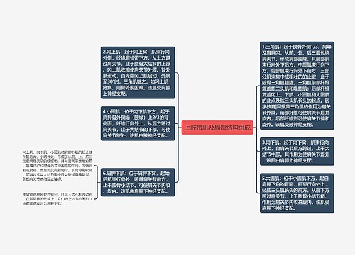 上肢带肌及局部结构组成