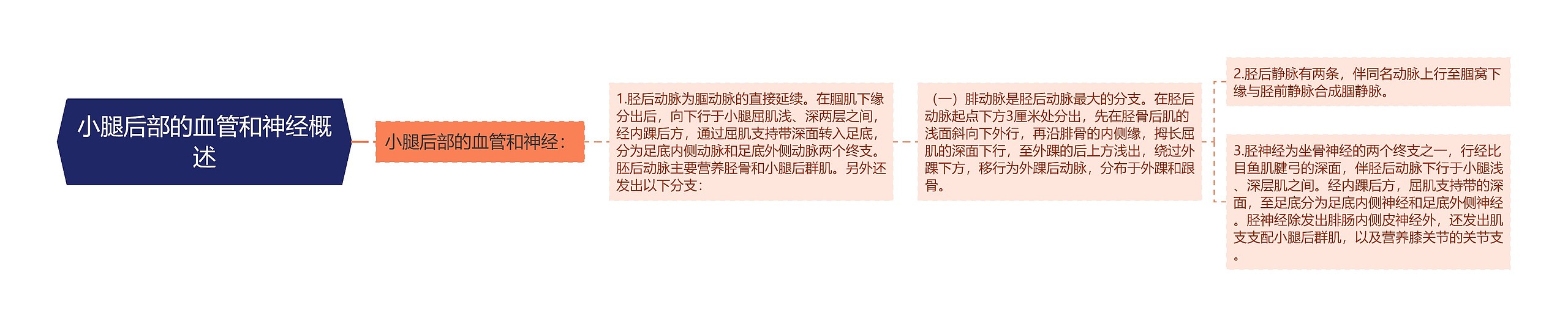 小腿后部的血管和神经概述思维导图