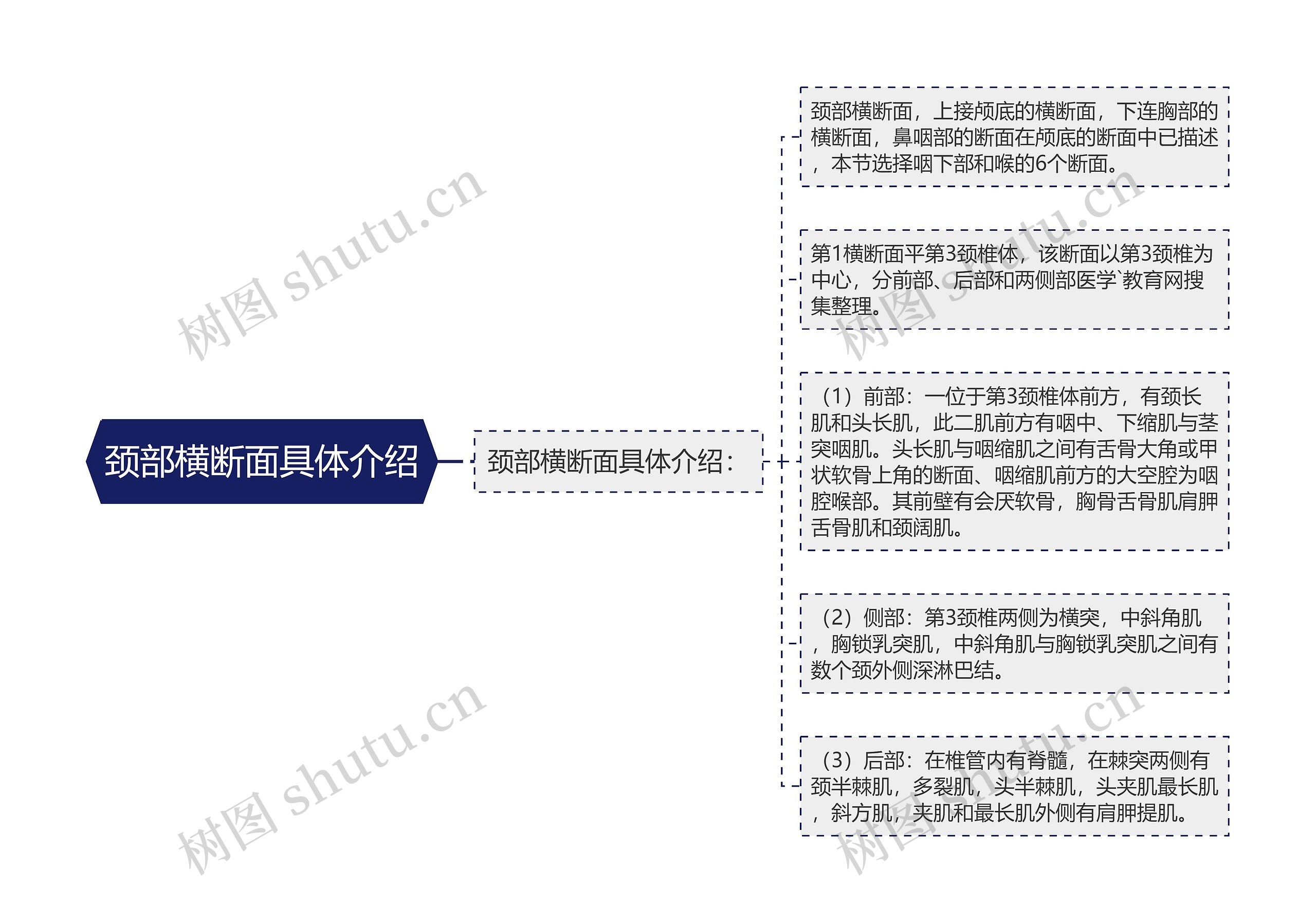 颈部横断面具体介绍思维导图