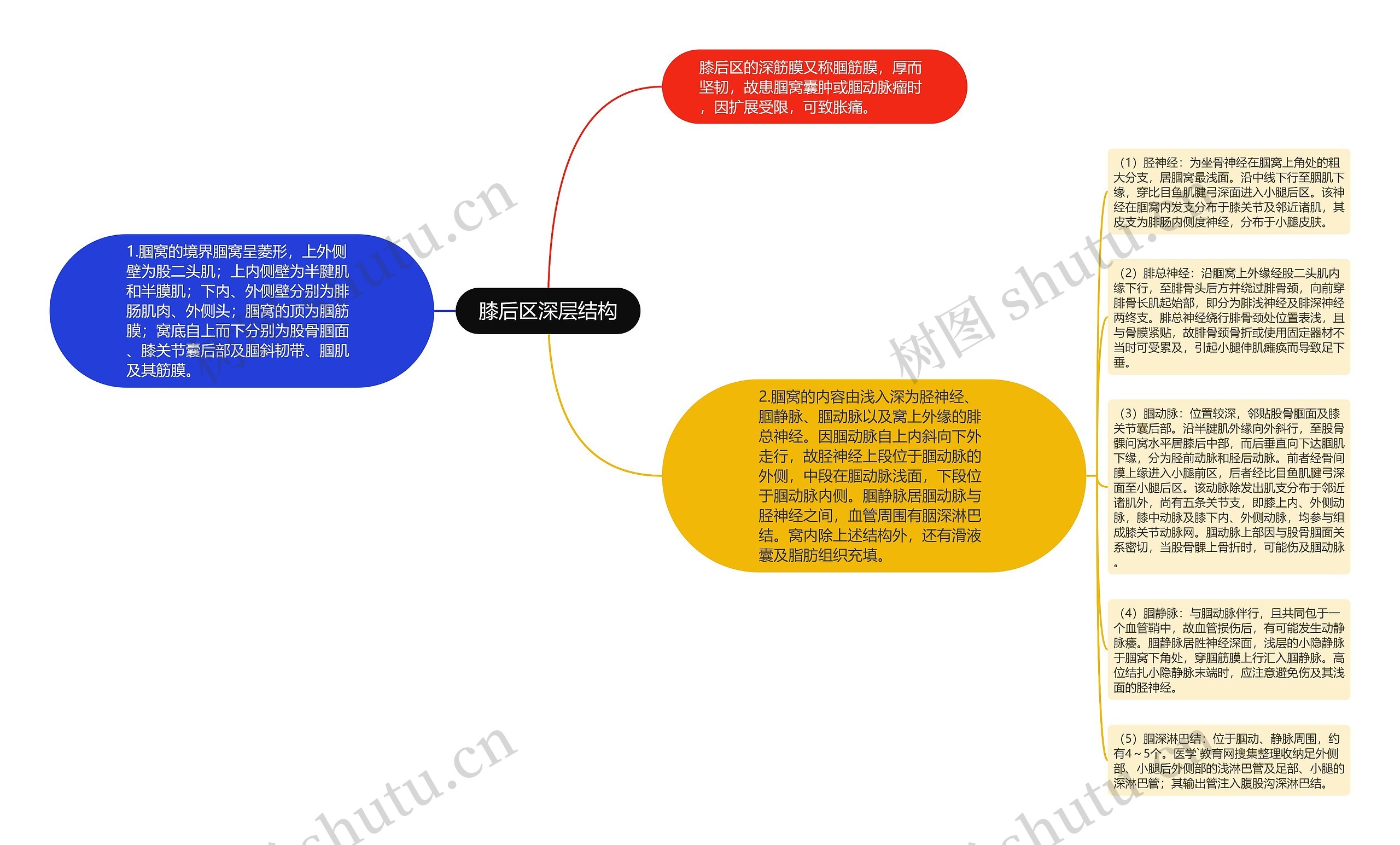 膝后区深层结构思维导图