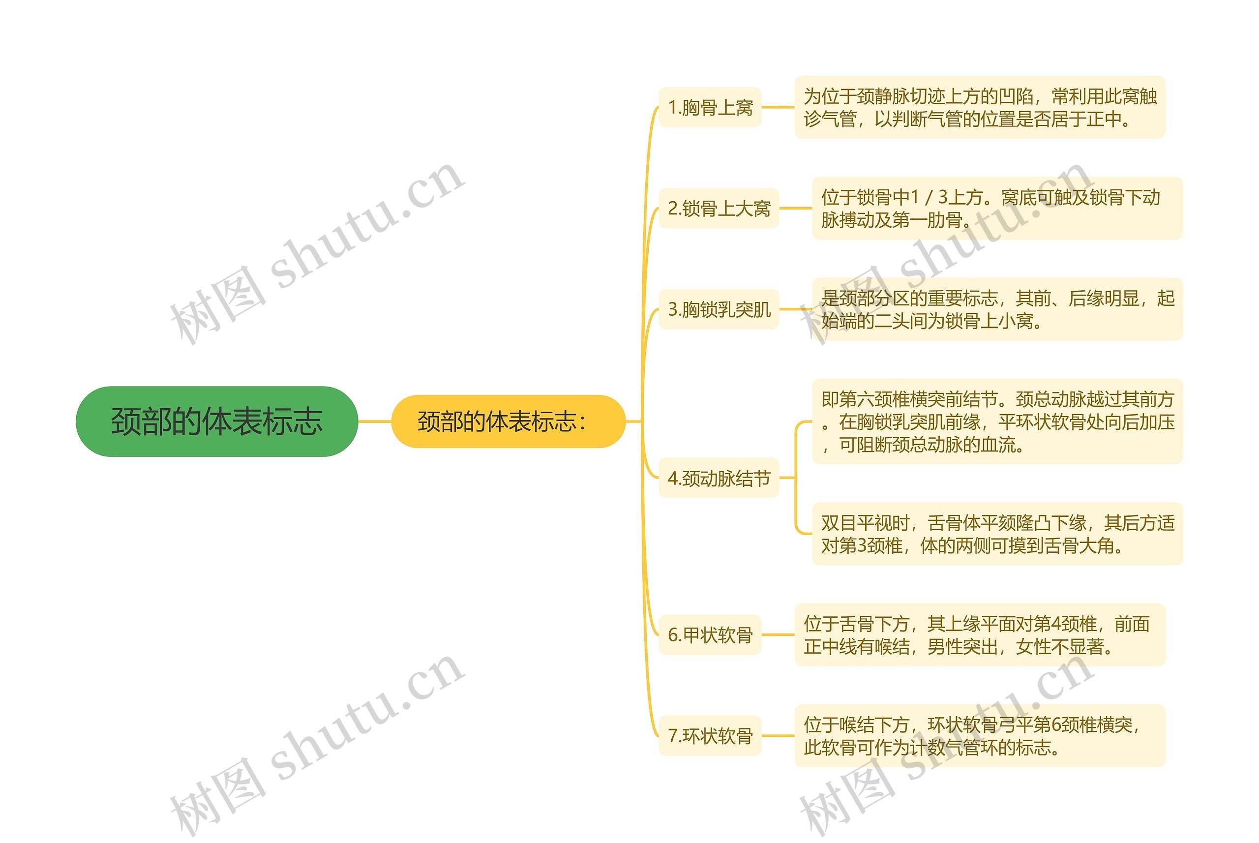 颈部的体表标志思维导图