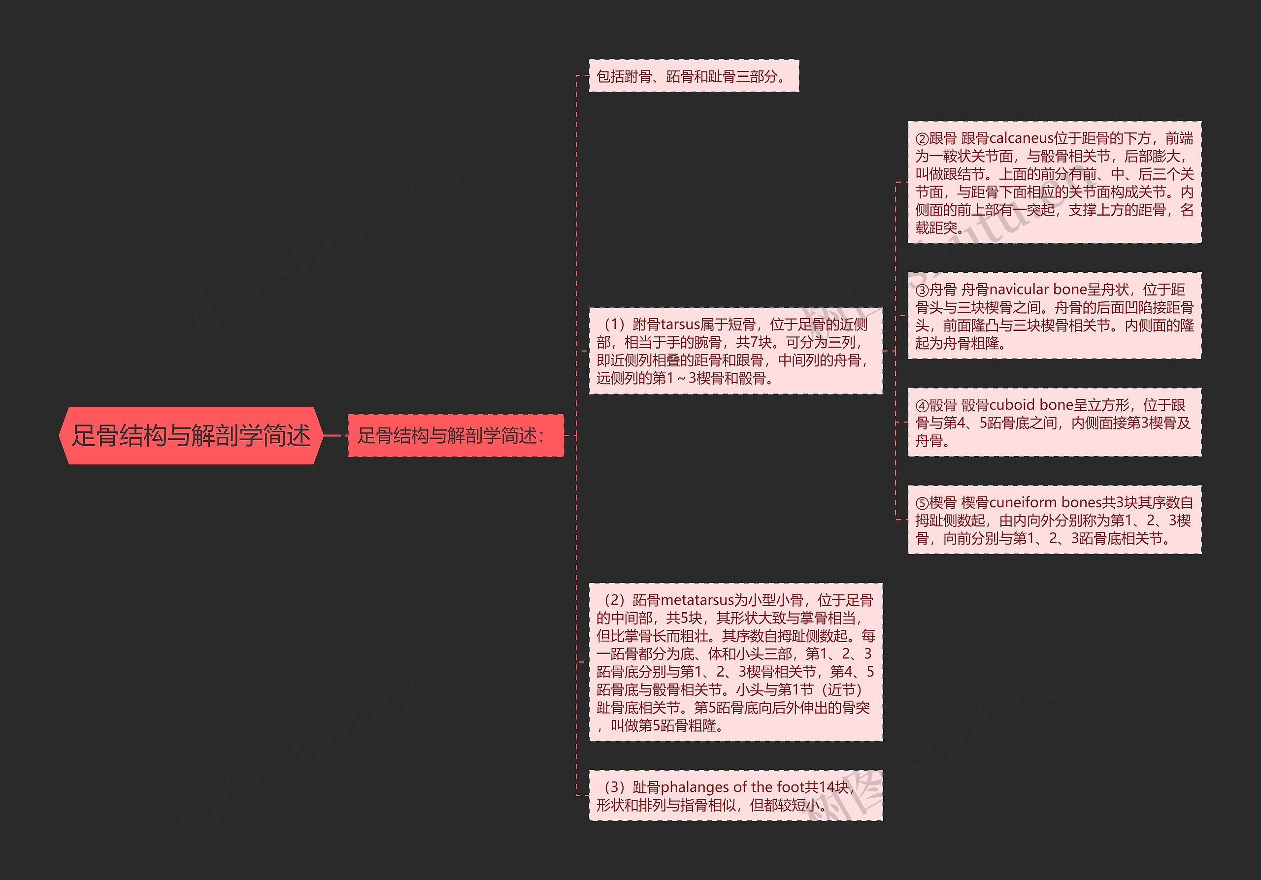 足骨结构与解剖学简述