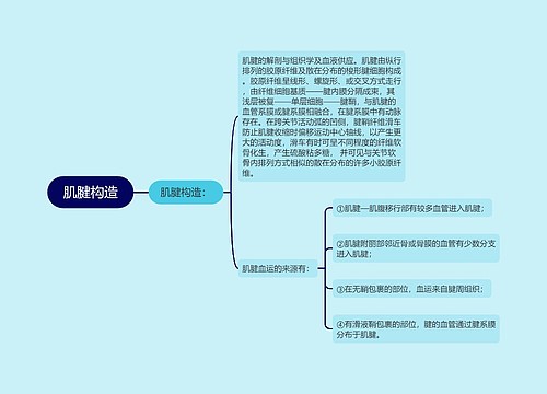 肌腱构造