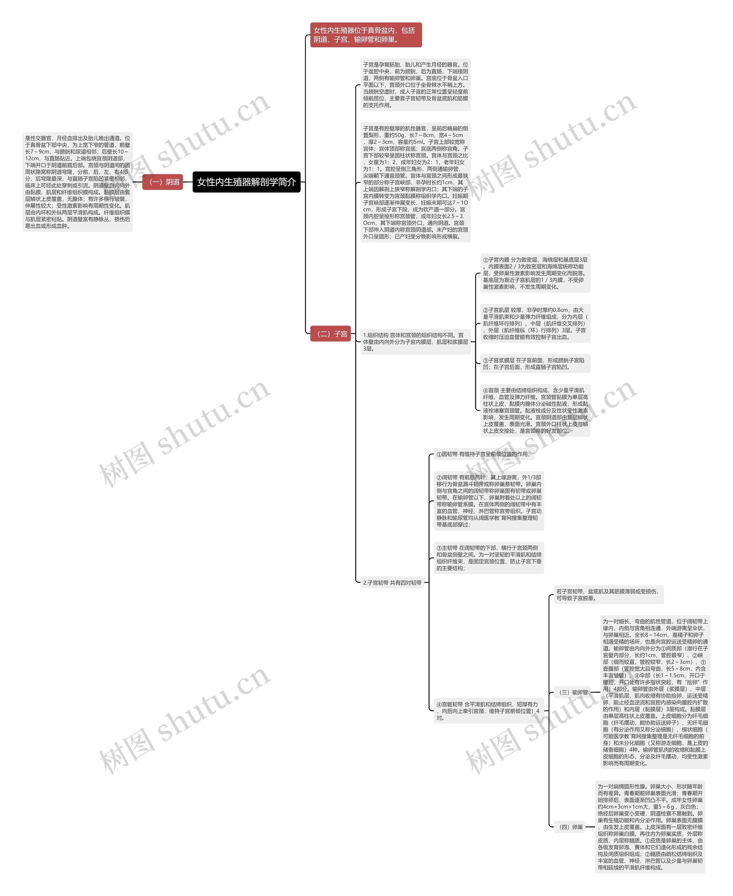 女性内生殖器解剖学简介思维导图