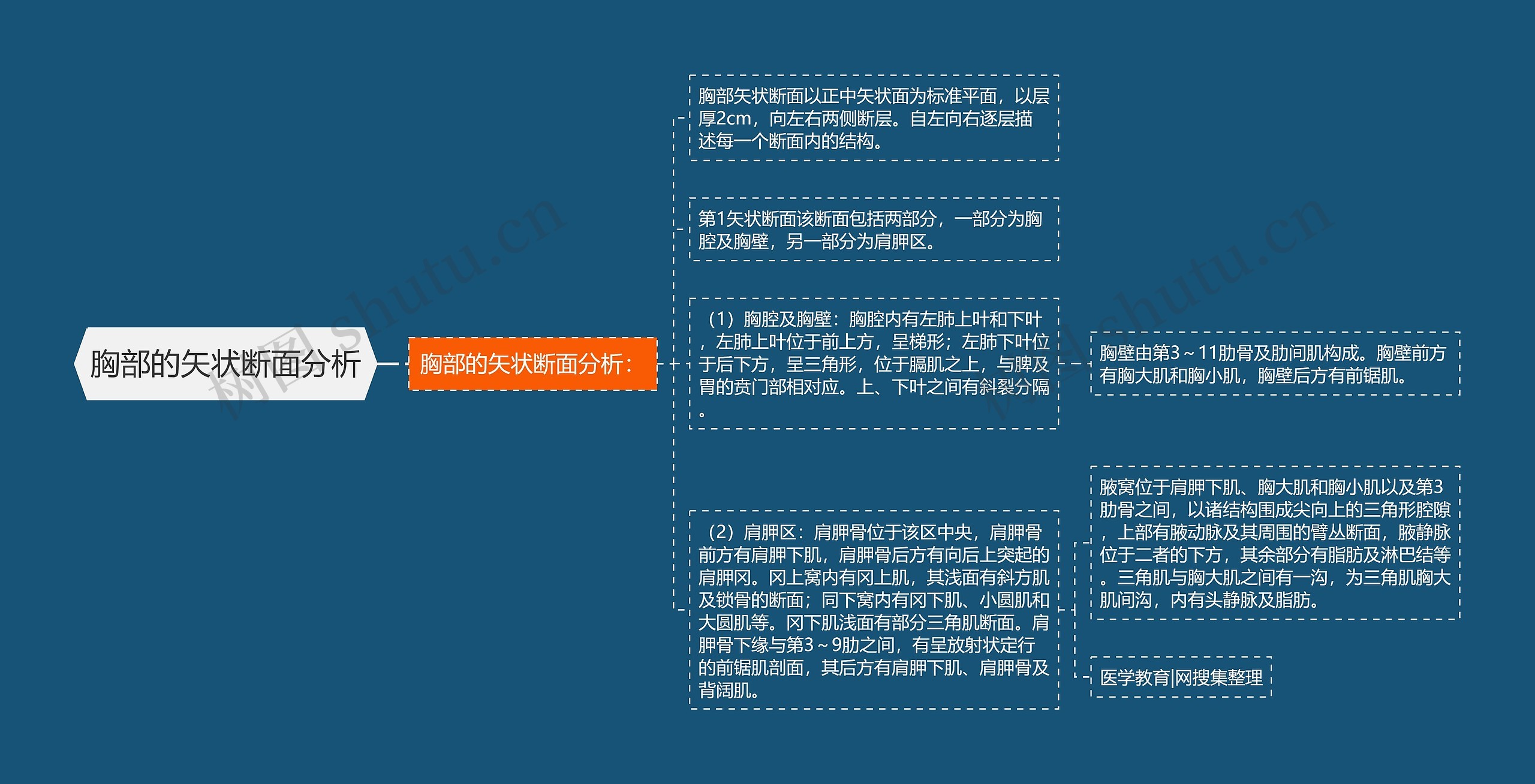 胸部的矢状断面分析