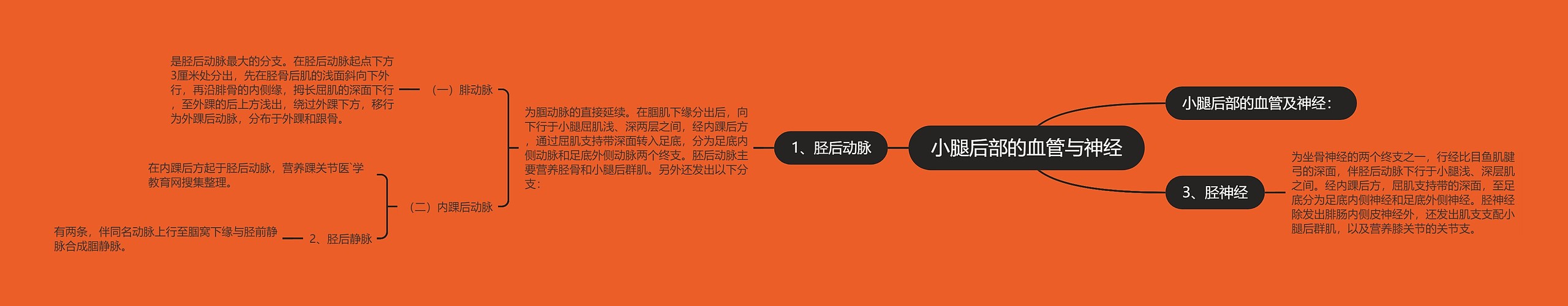 小腿后部的血管与神经 小腿后部的血管与神经