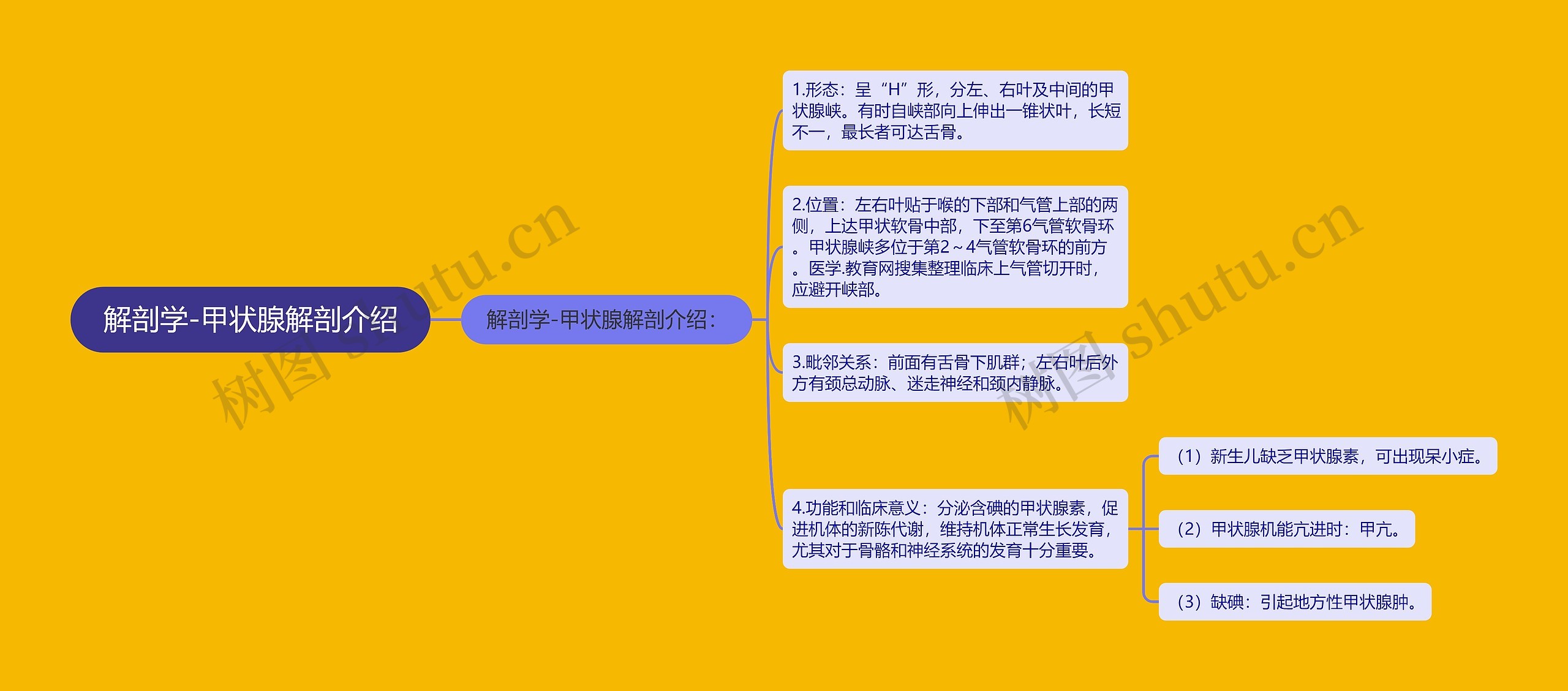 解剖学-甲状腺解剖介绍 解剖学-甲状腺解剖介绍