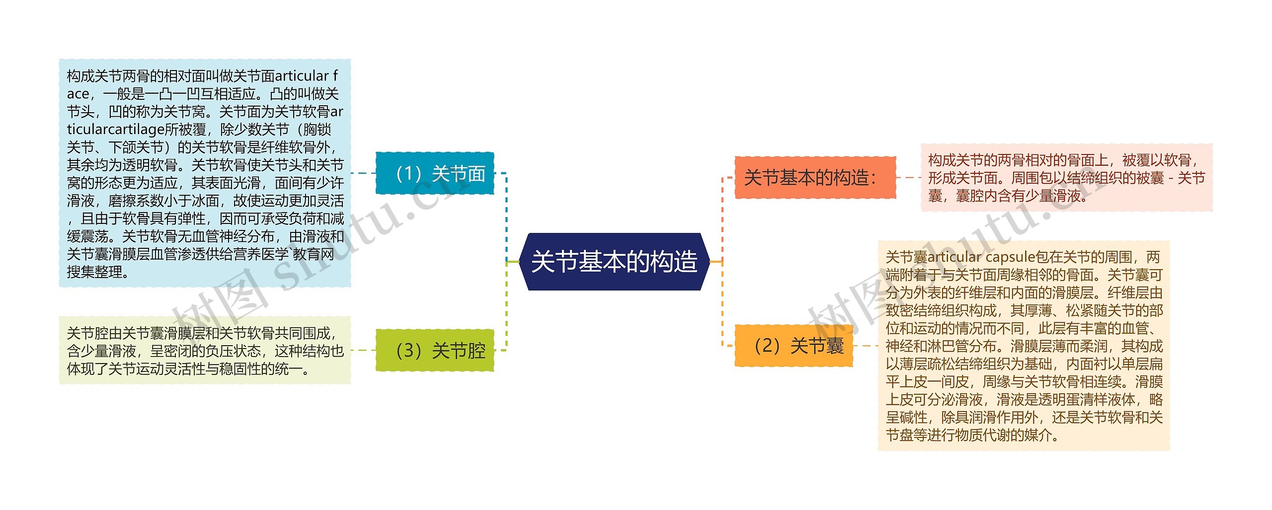 关节基本的构造思维导图