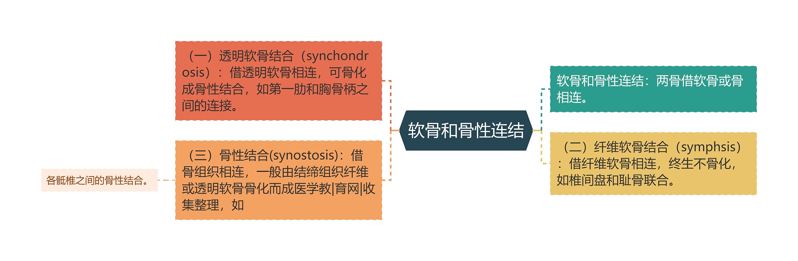 软骨和骨性连结思维导图