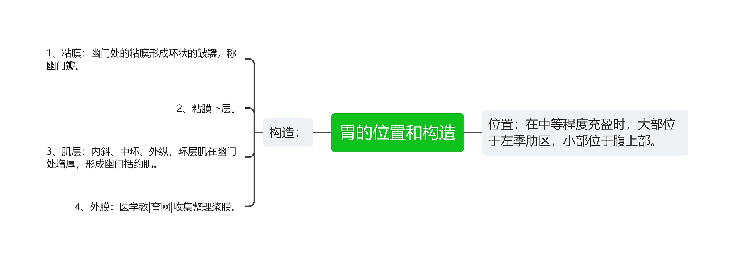 胃的位置和构造