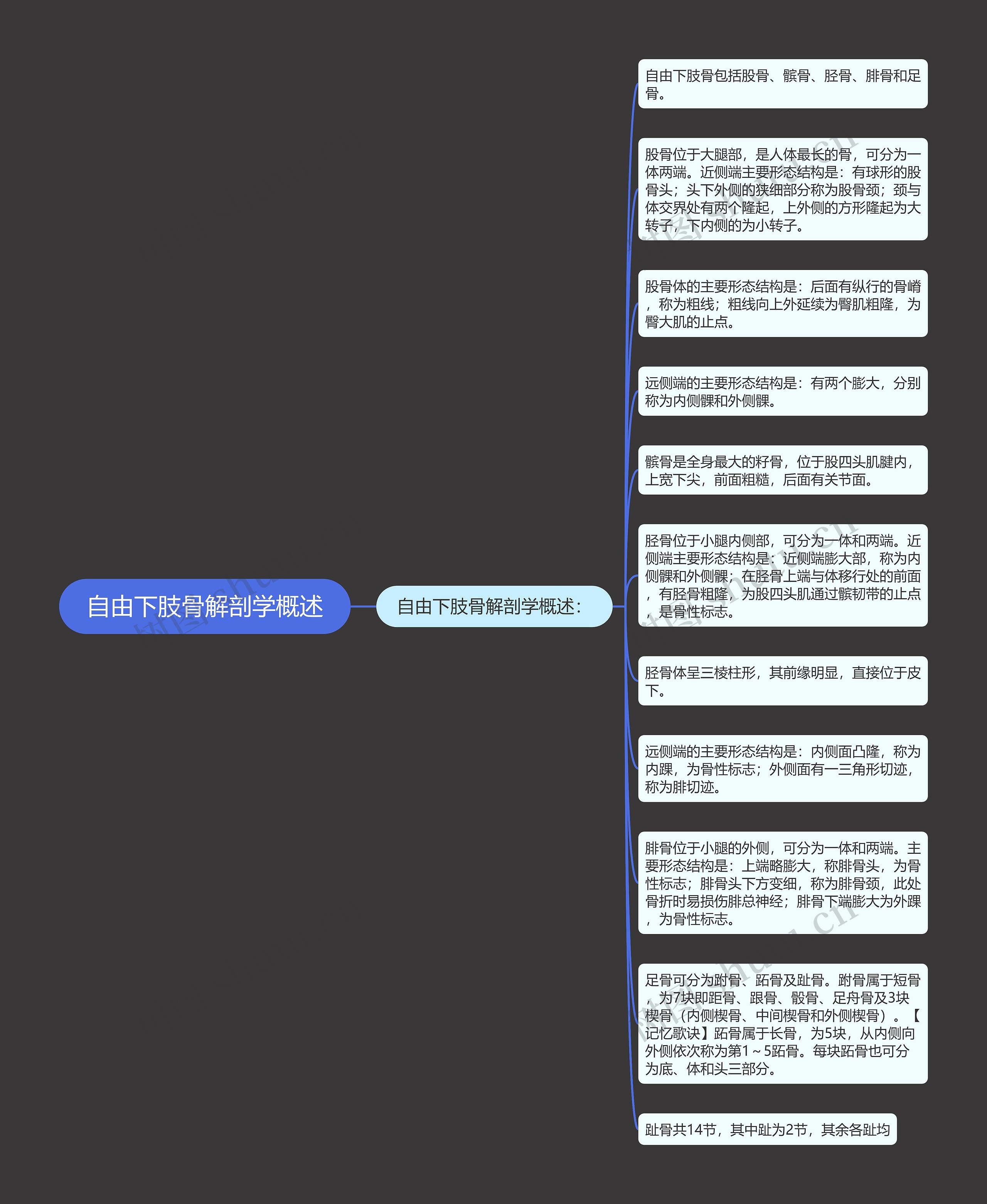 自由下肢骨解剖学概述思维导图