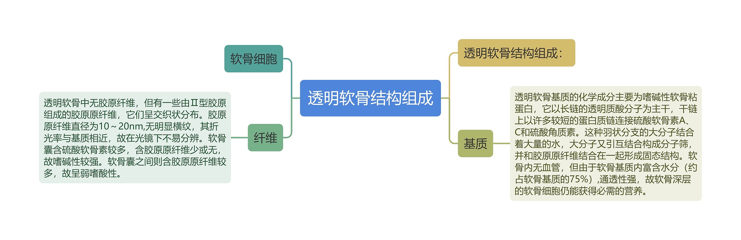 透明软骨结构组成