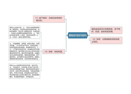 眼睑的组织结构