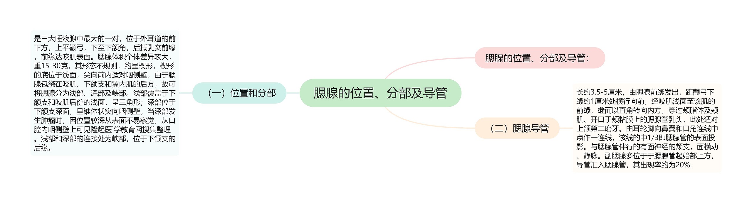 腮腺的位置、分部及导管