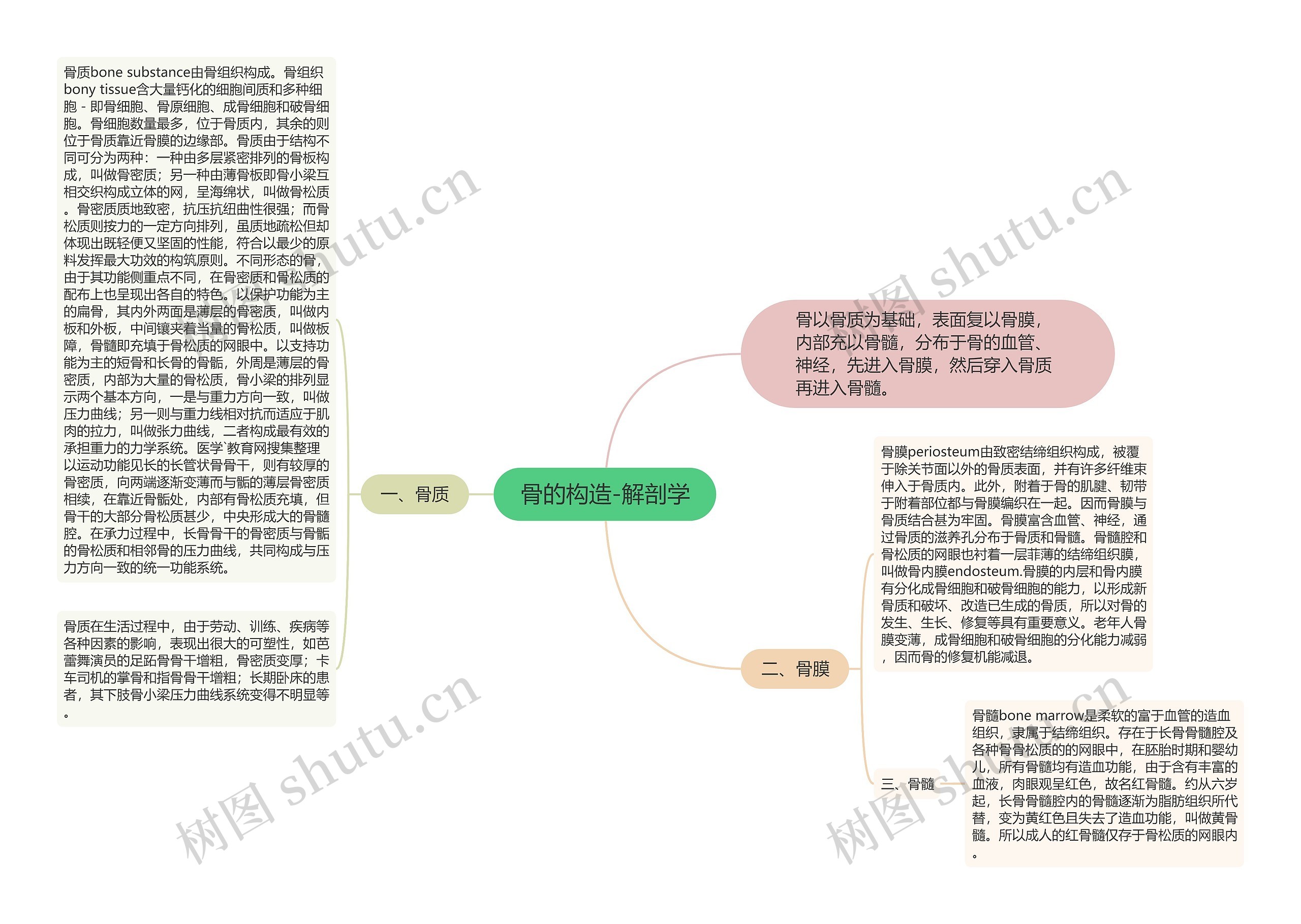 骨的构造-解剖学 骨的构造-解剖学