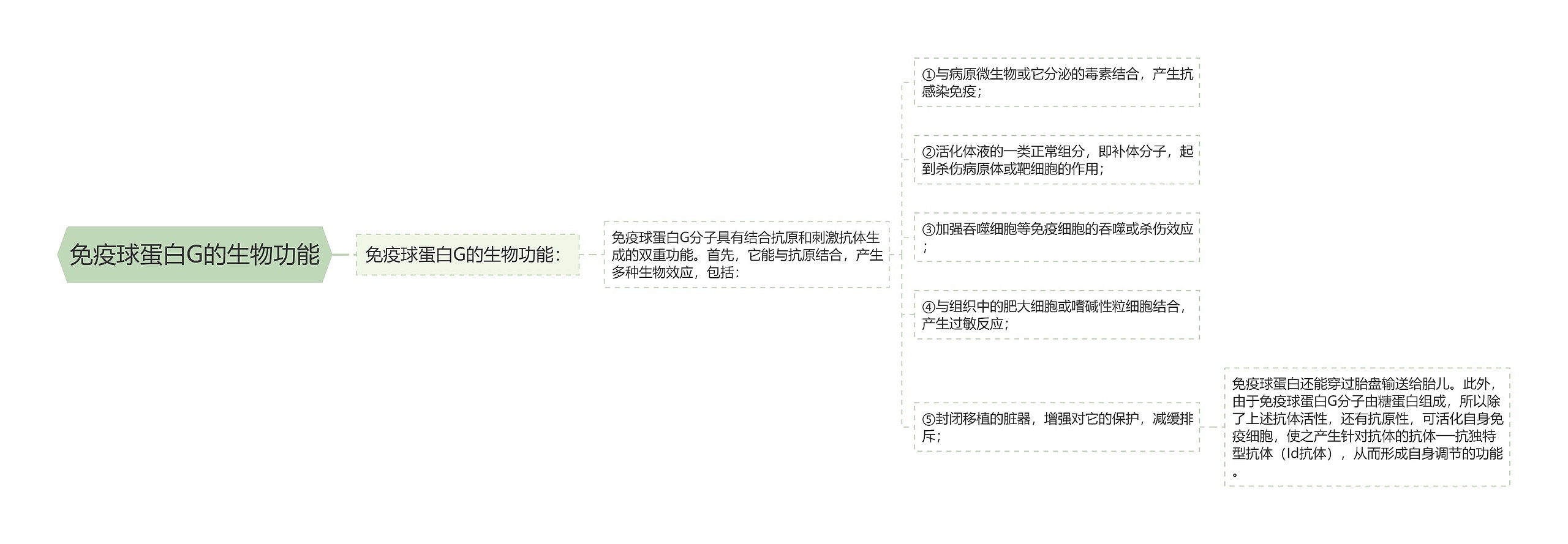 免疫球蛋白G的生物功能