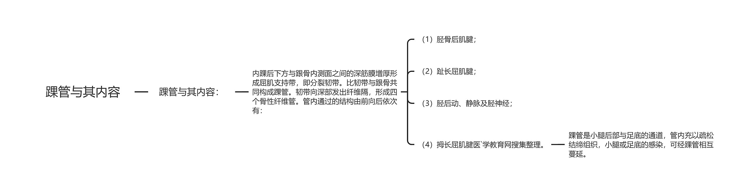 踝管与其内容思维导图