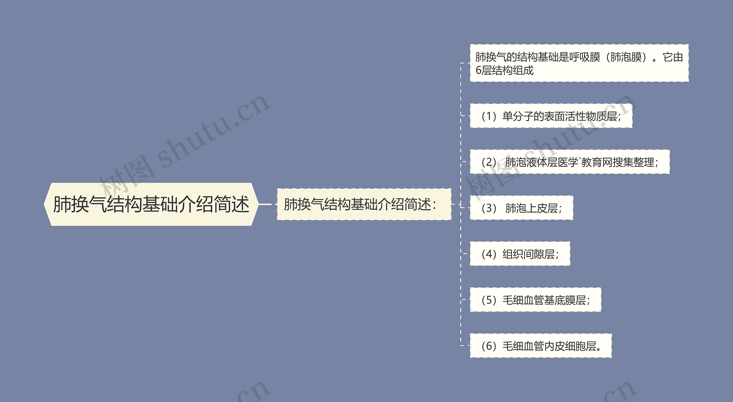 肺换气结构基础介绍简述