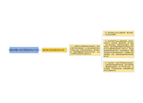 解剖臀大肌深面结构介绍