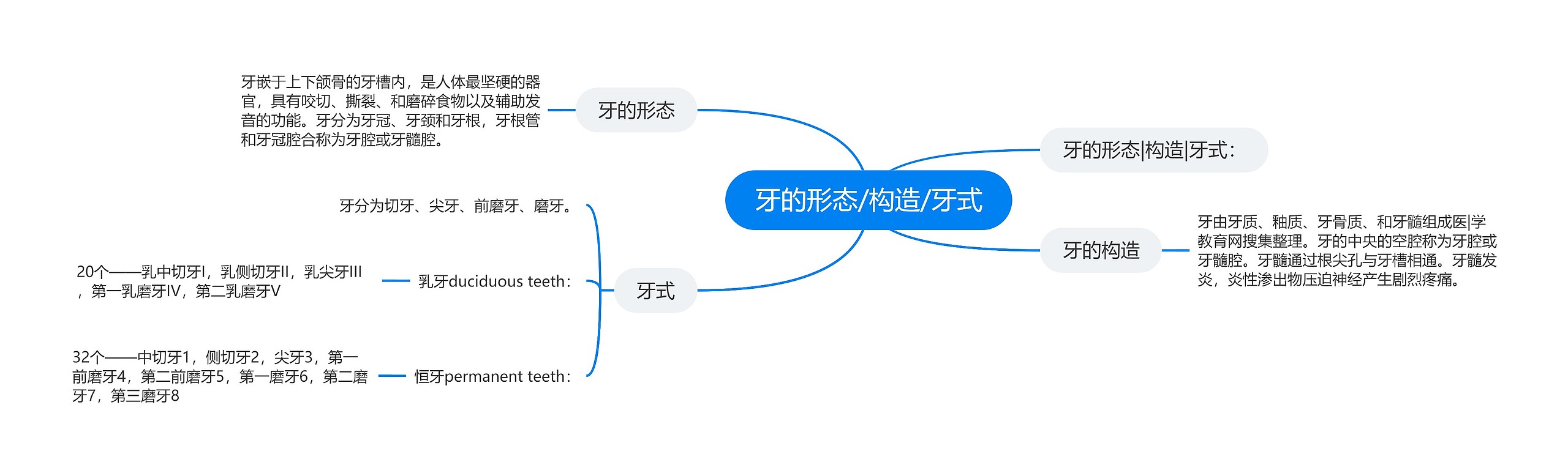 牙的形态/构造/牙式思维导图