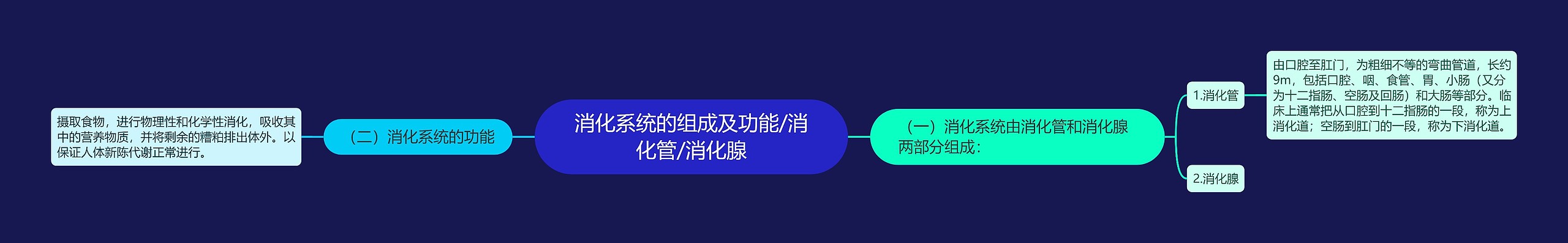 消化系统的组成及功能/消化管/消化腺