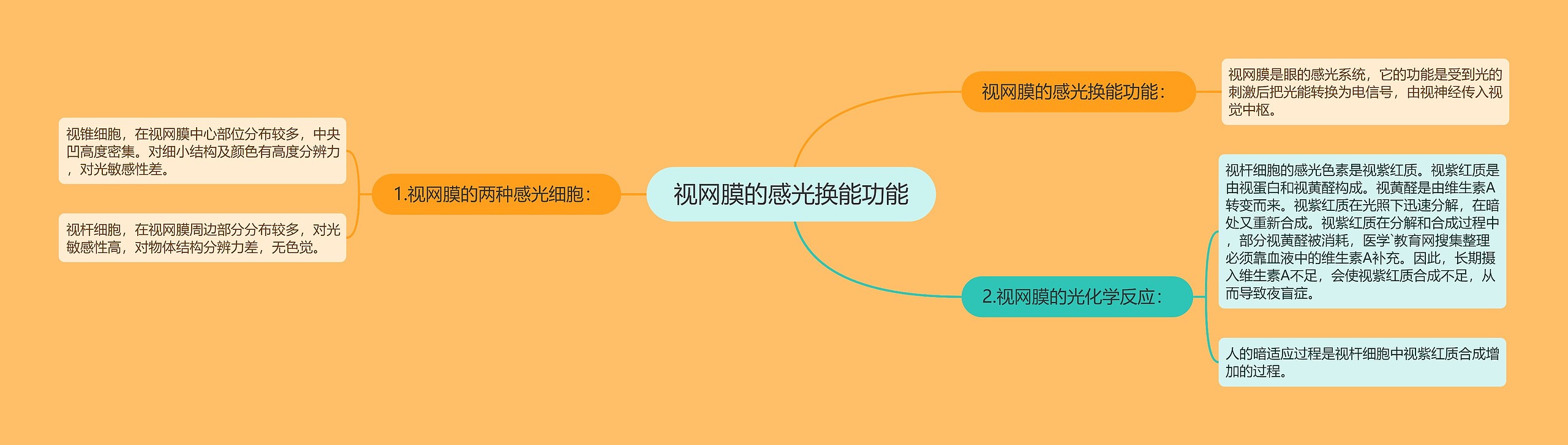 视网膜的感光换能功能思维导图