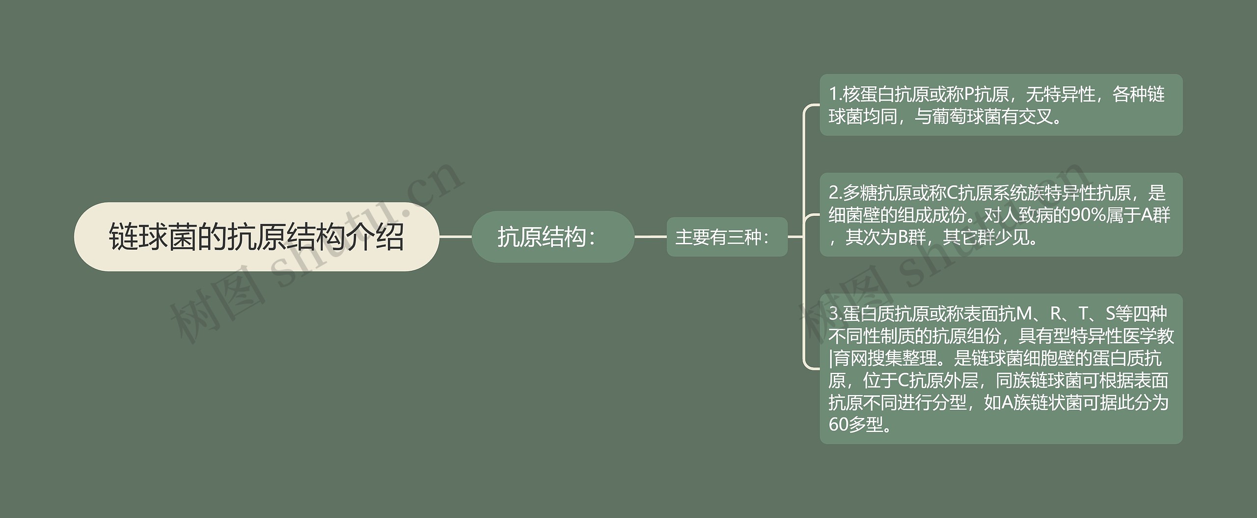 链球菌的抗原结构介绍思维导图