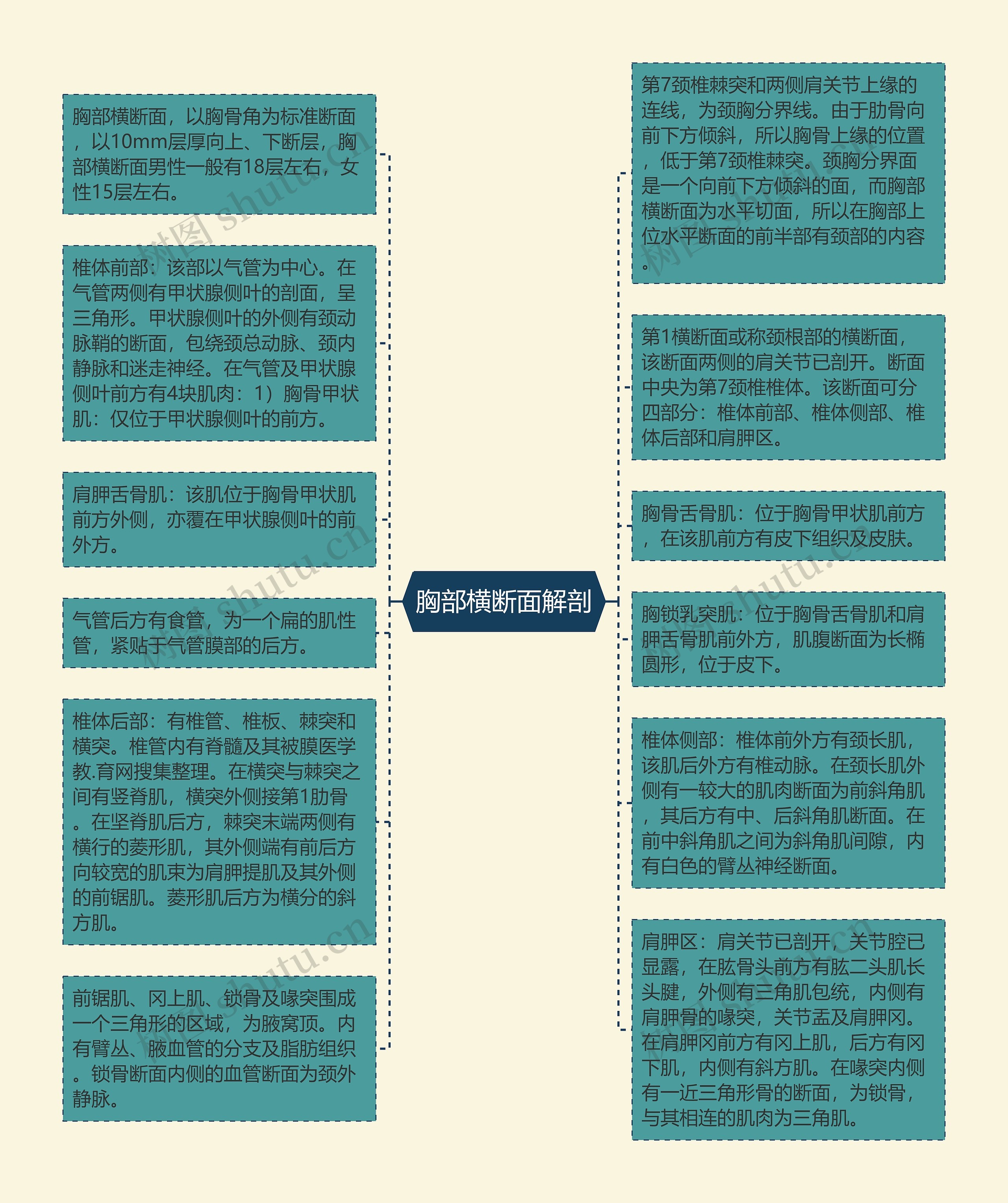 胸部横断面解剖