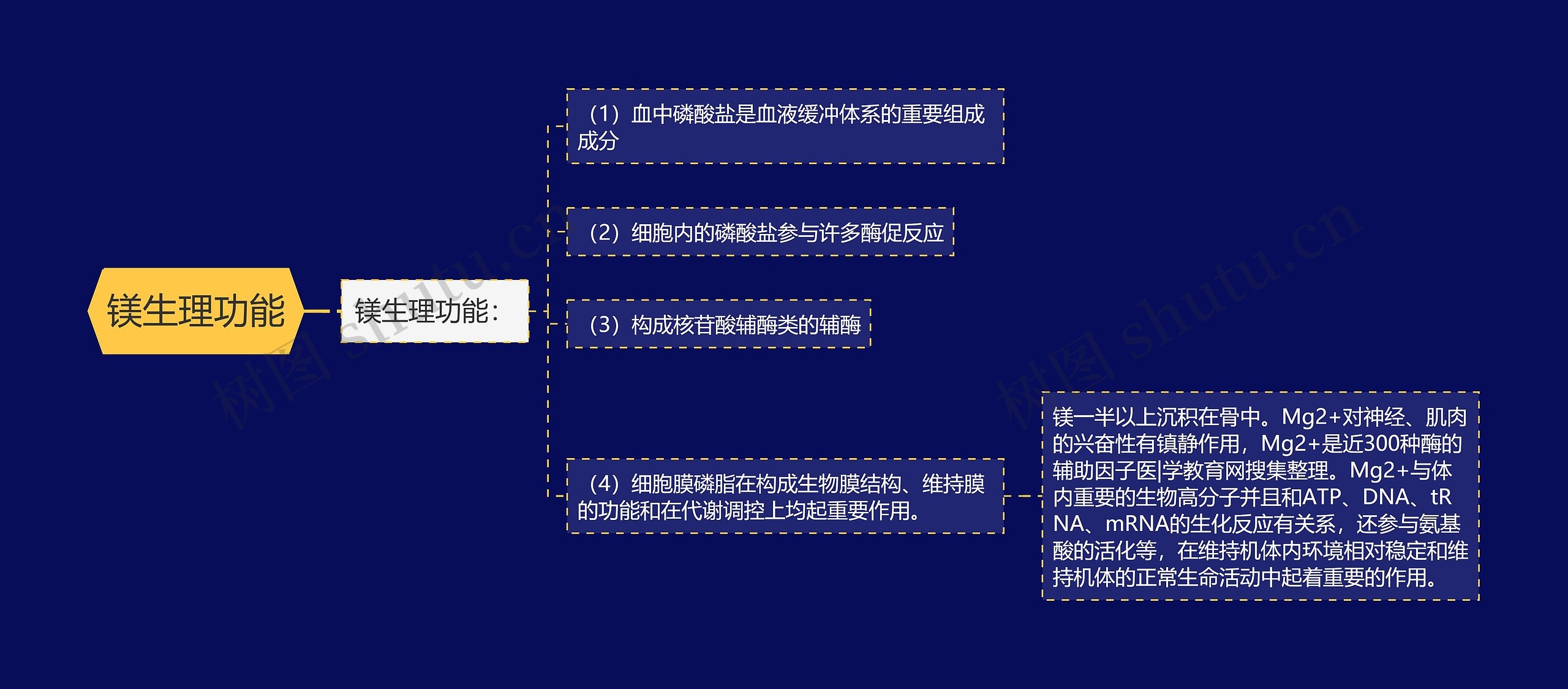 镁生理功能 镁生理功能