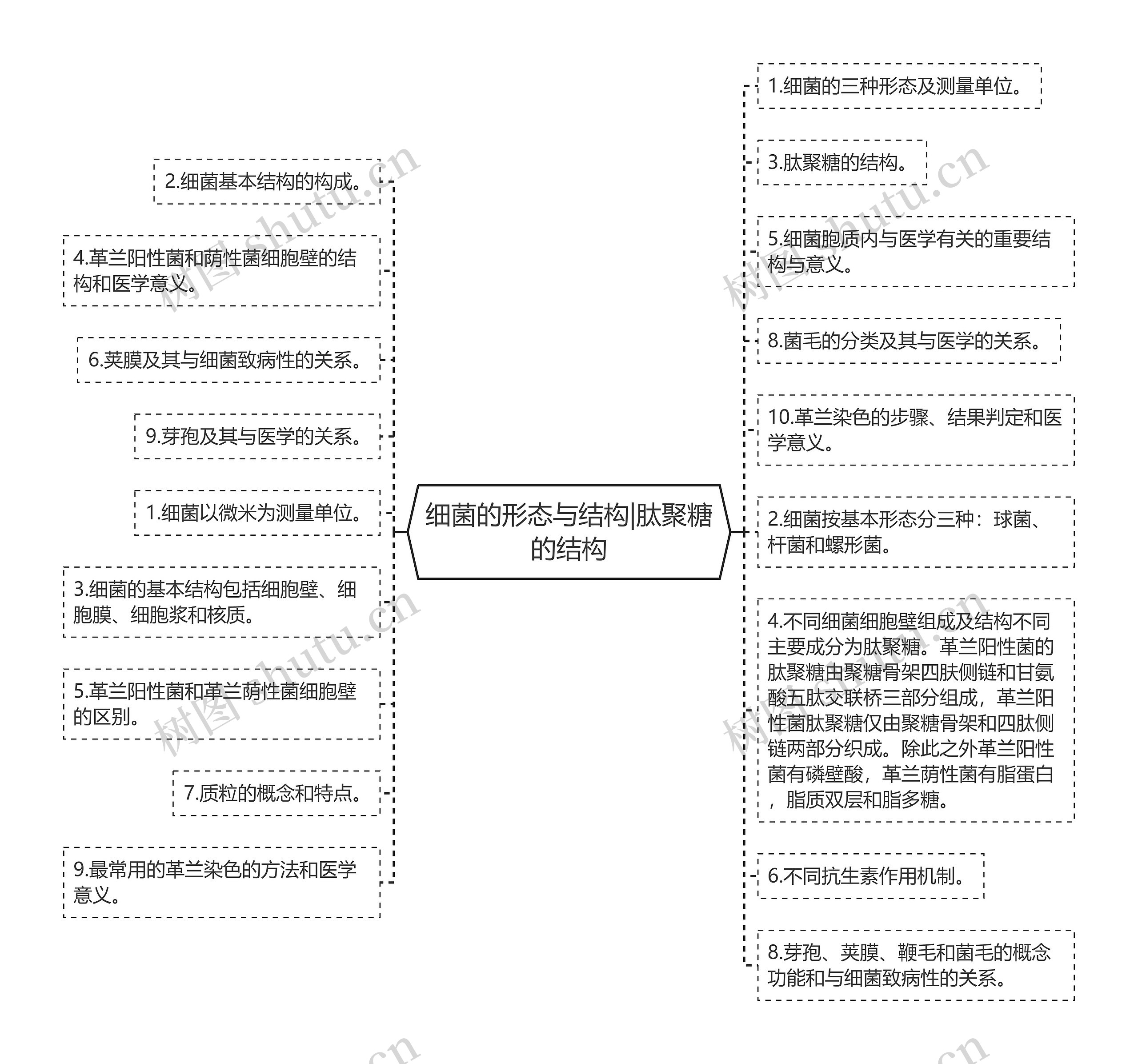 细菌的形态与结构|肽聚糖的结构思维导图