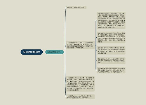 足骨结构|解剖学