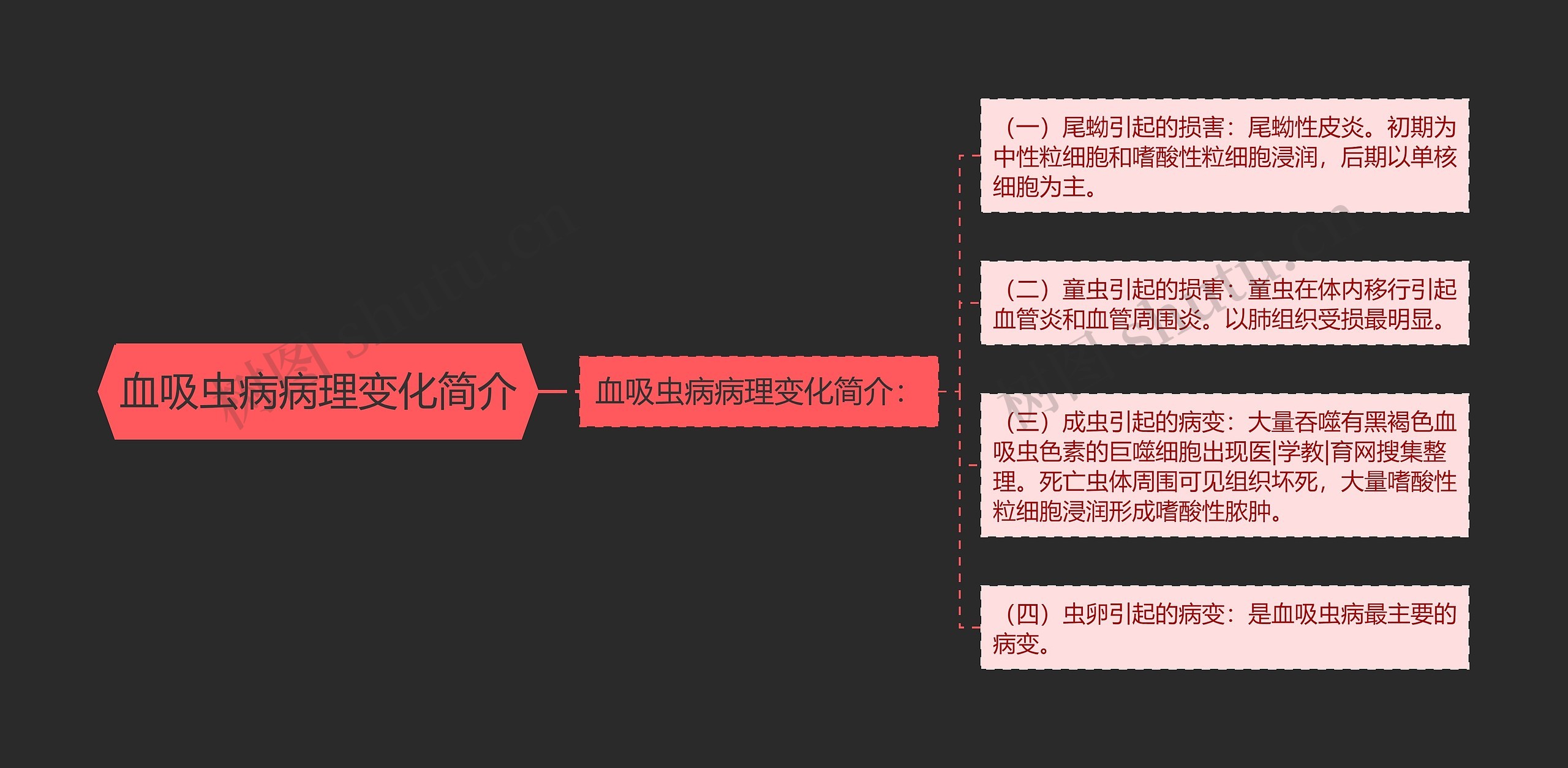 血吸虫病病理变化简介