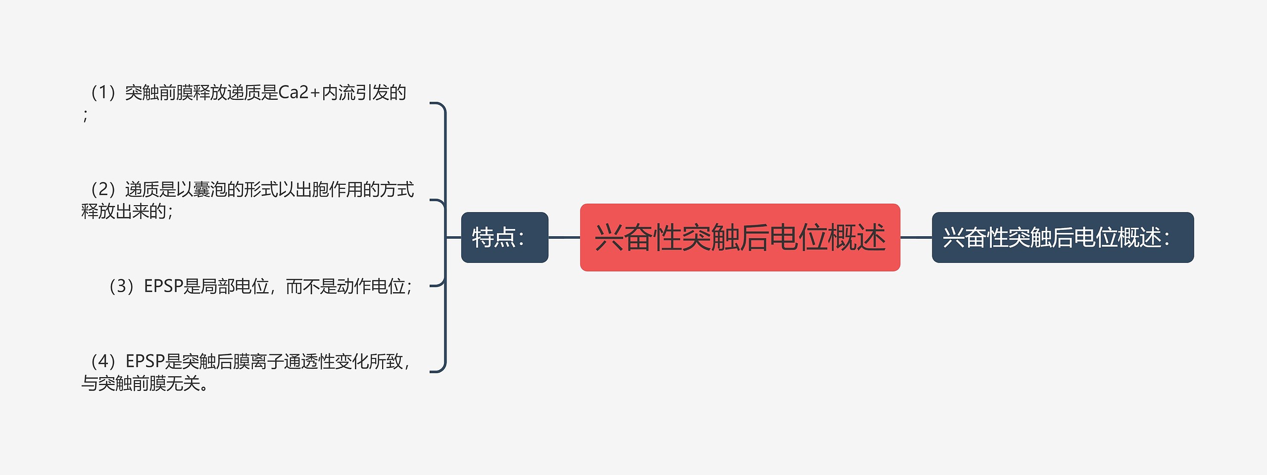 兴奋性突触后电位概述