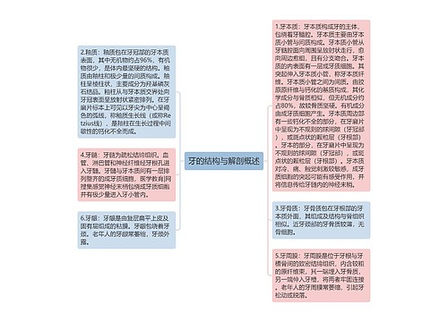 牙的结构与解剖概述