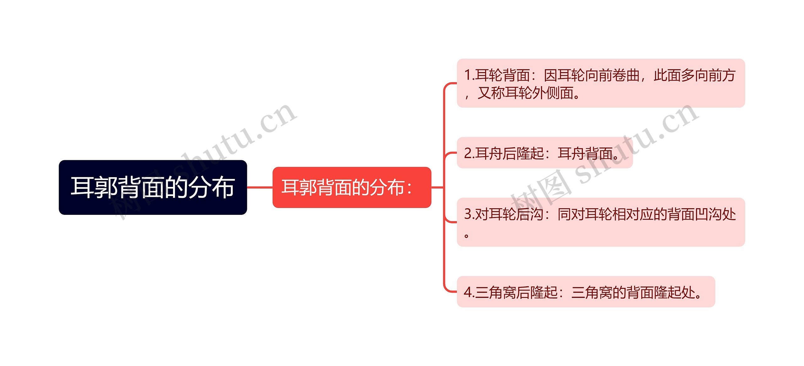 耳郭背面的分布