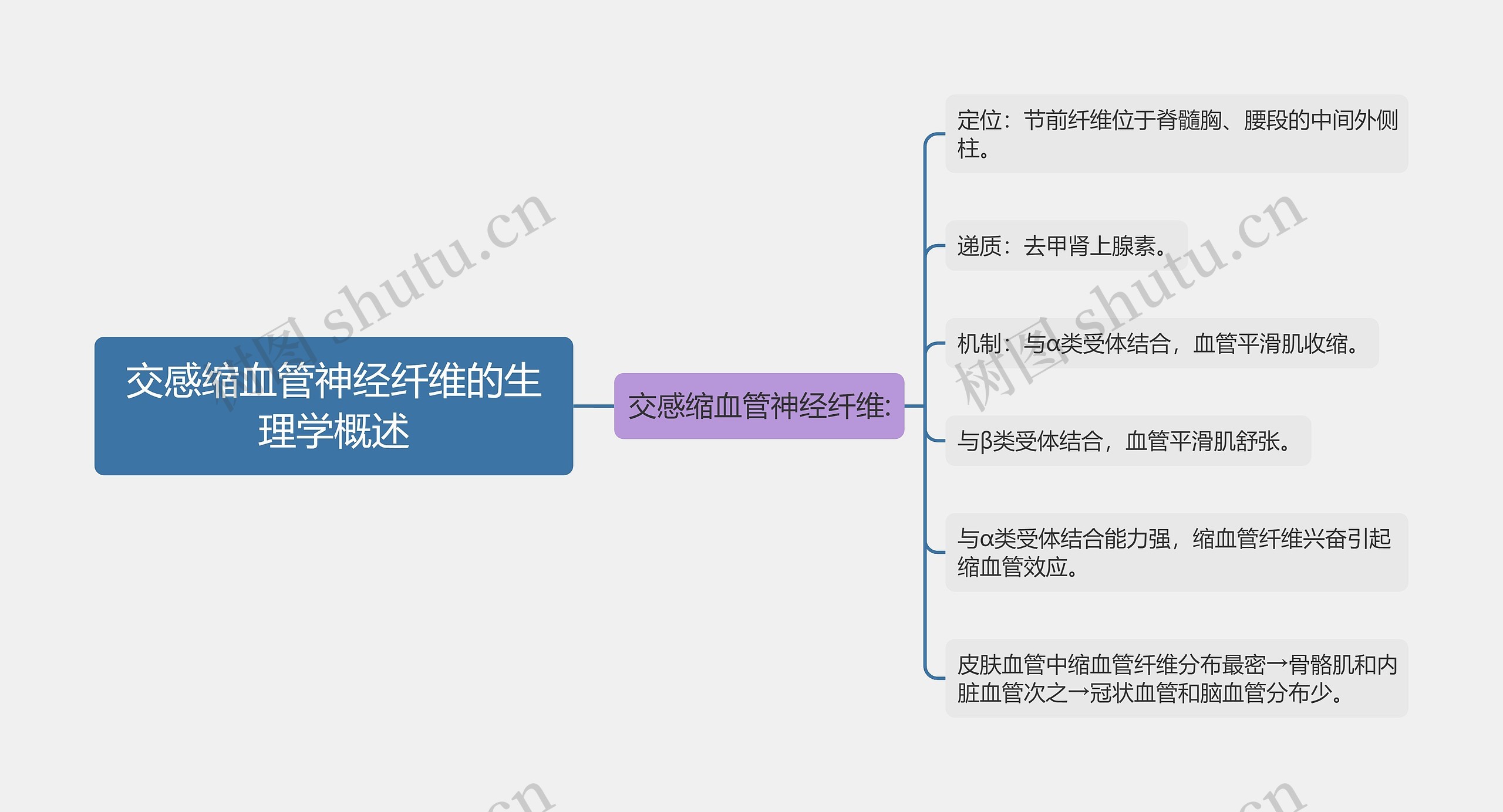 交感缩血管神经纤维的生理学概述思维导图