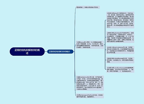 足骨的结构和解剖学的概述