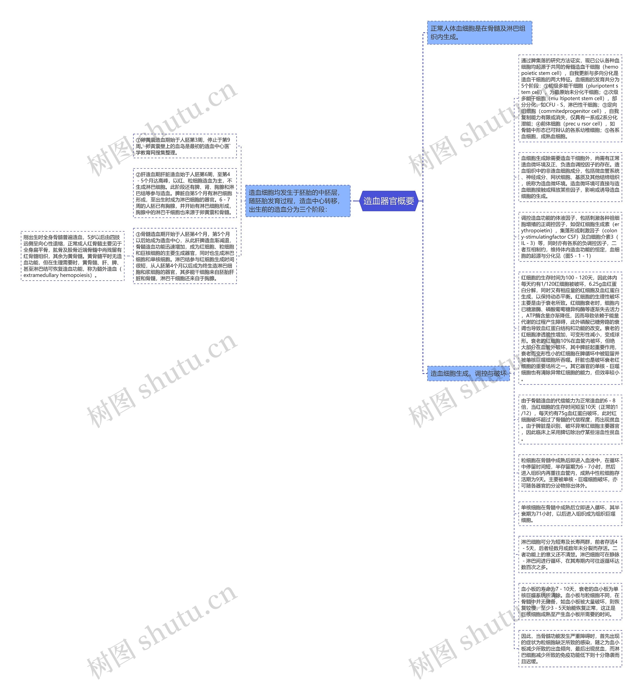 造血器官概要思维导图