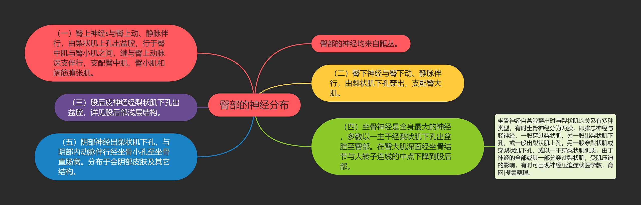 臀部的神经分布 臀部的神经分布