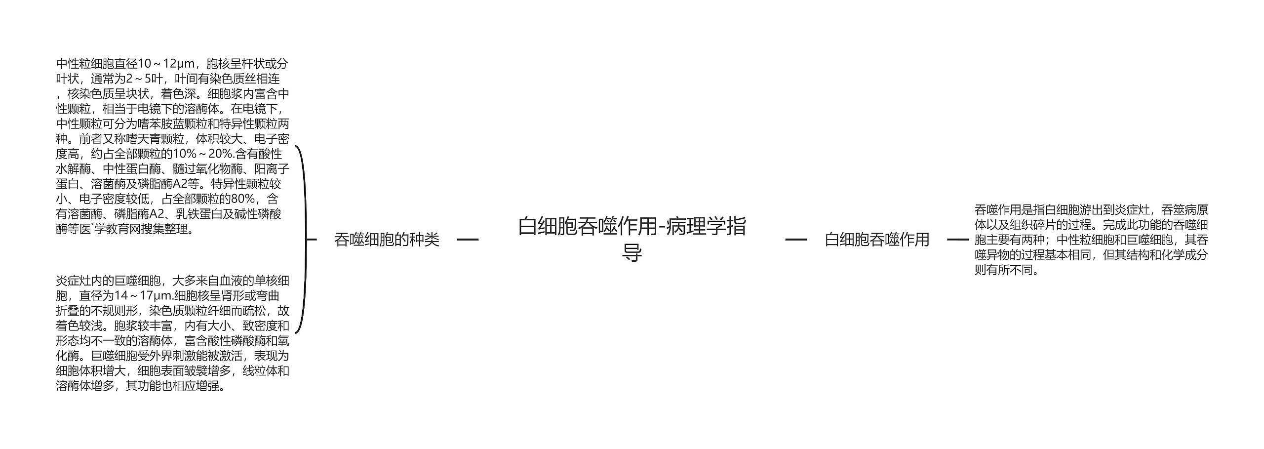 白细胞吞噬作用-病理学指导