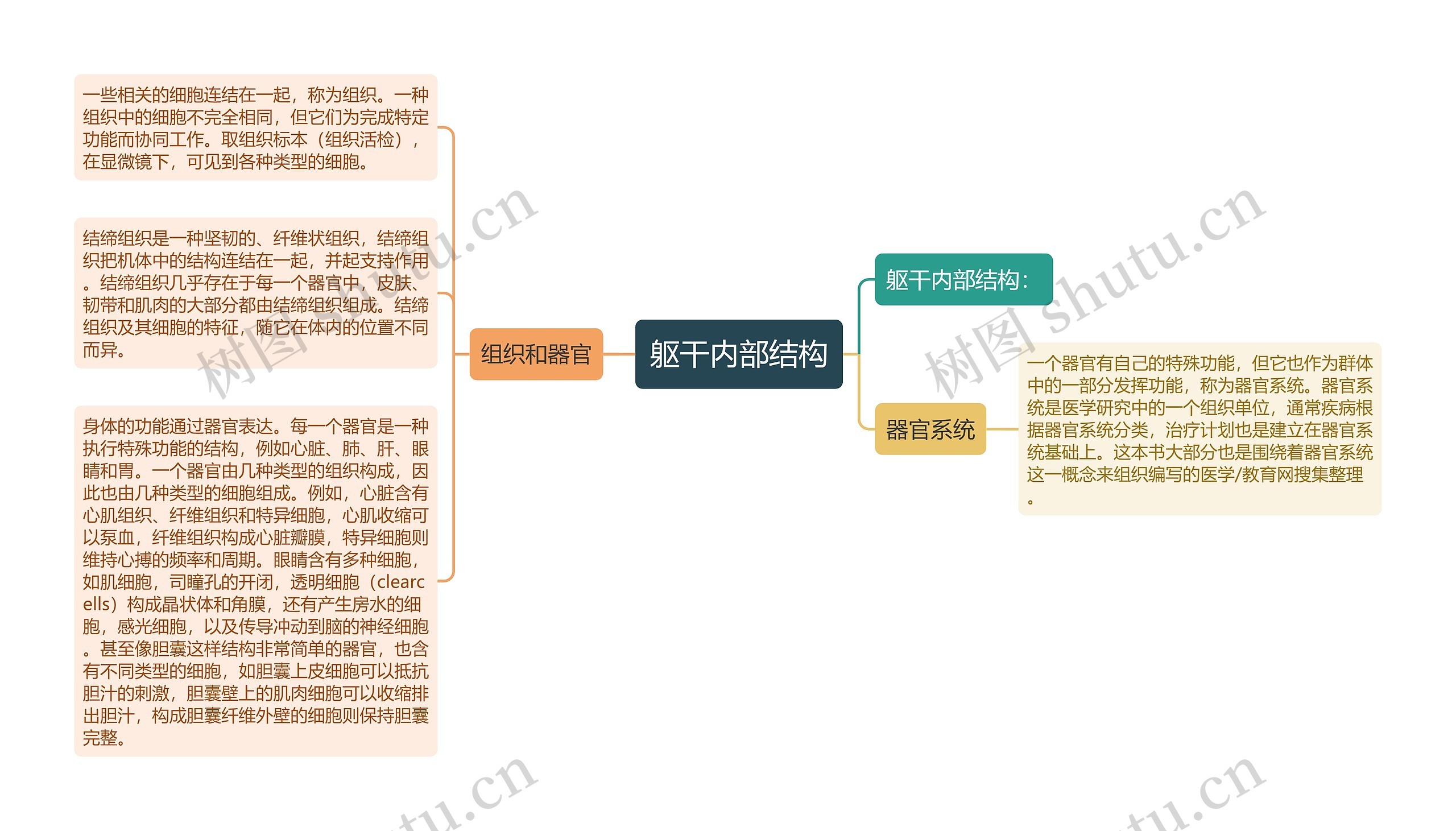 躯干内部结构思维导图