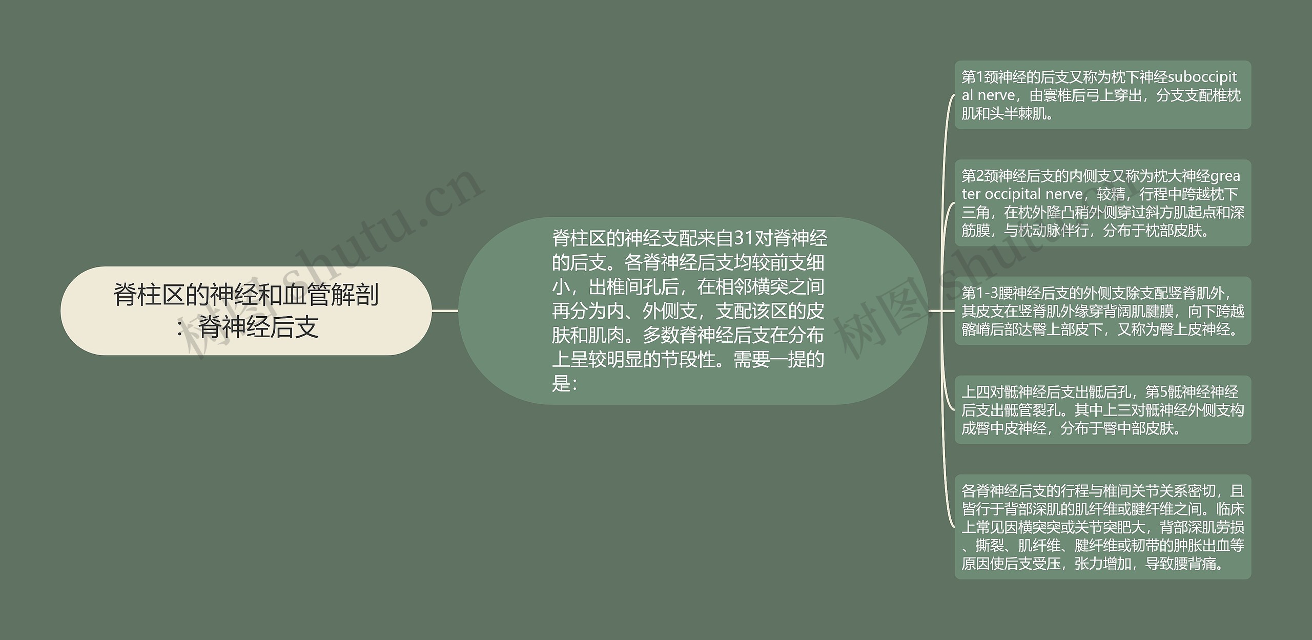 脊柱区的神经和血管解剖：脊神经后支思维导图