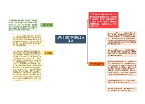 解剖学姿势和常用的方位术语