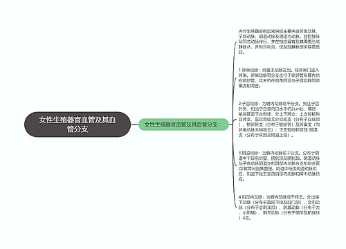 女性生殖器官血管及其血管分支