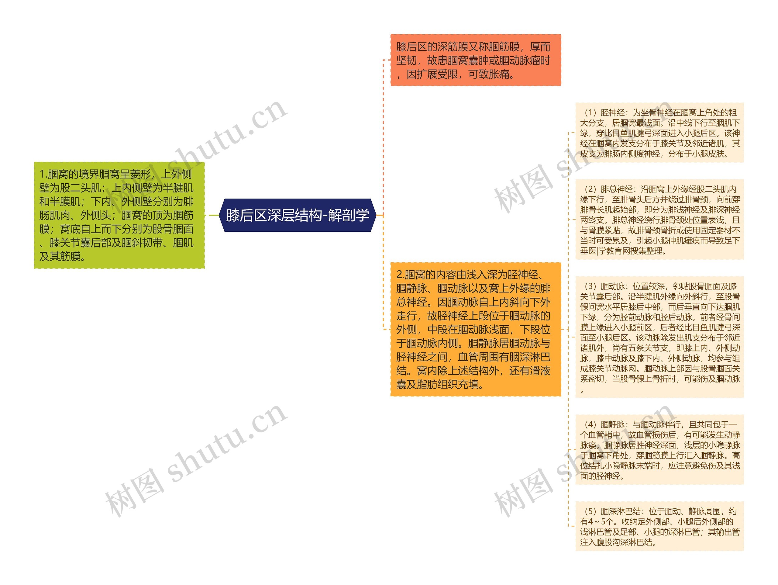 膝后区深层结构-解剖学思维导图