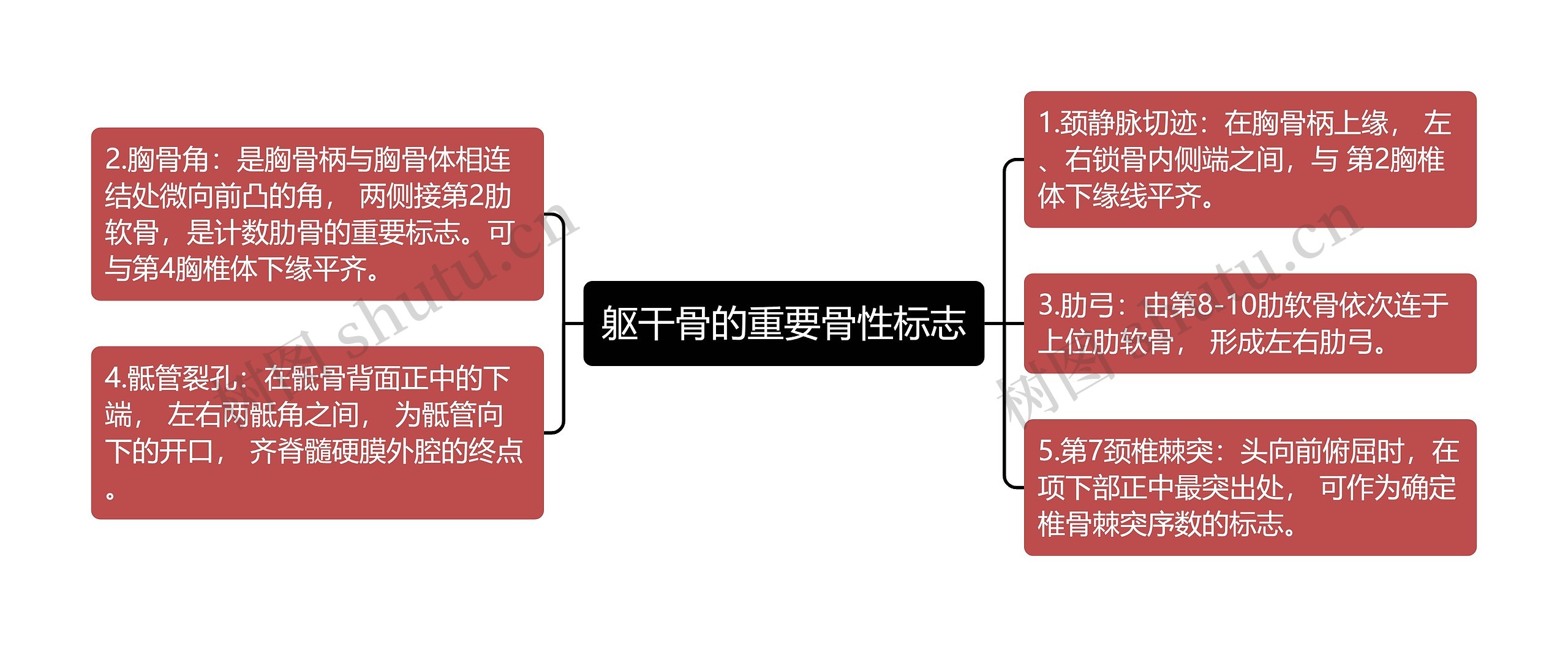 躯干骨的重要骨性标志