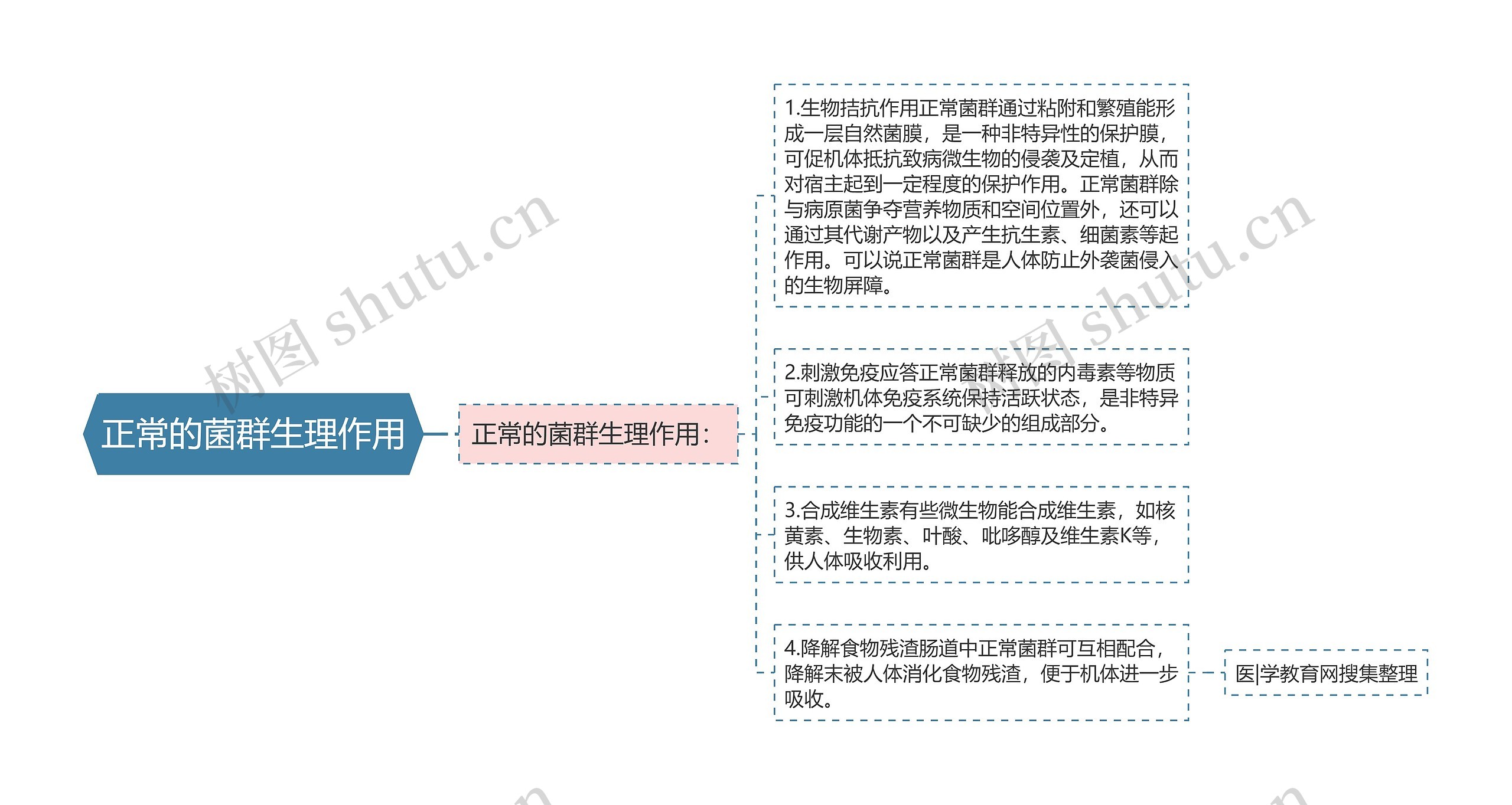 正常的菌群生理作用思维导图